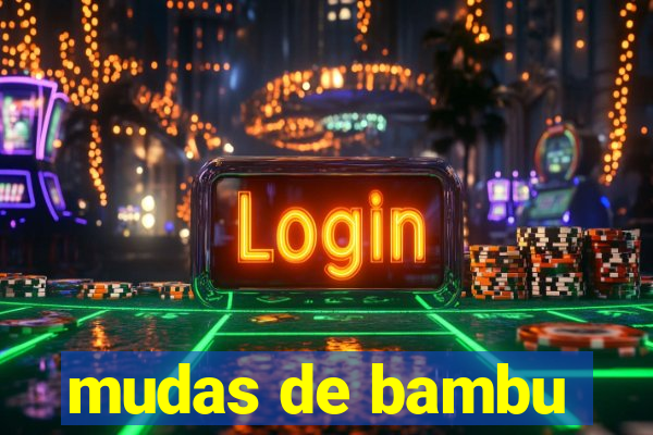 mudas de bambu